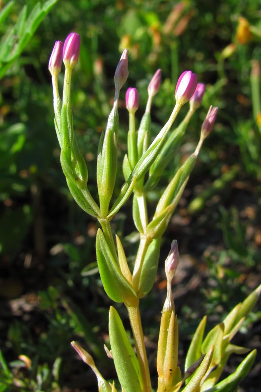 Изображение особи Centaurium pulchellum.