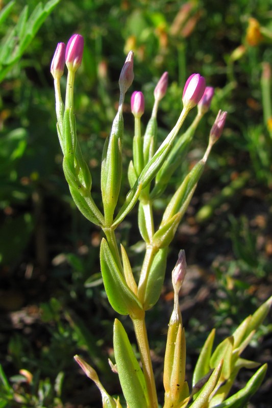 Image of Centaurium tenuiflorum specimen.