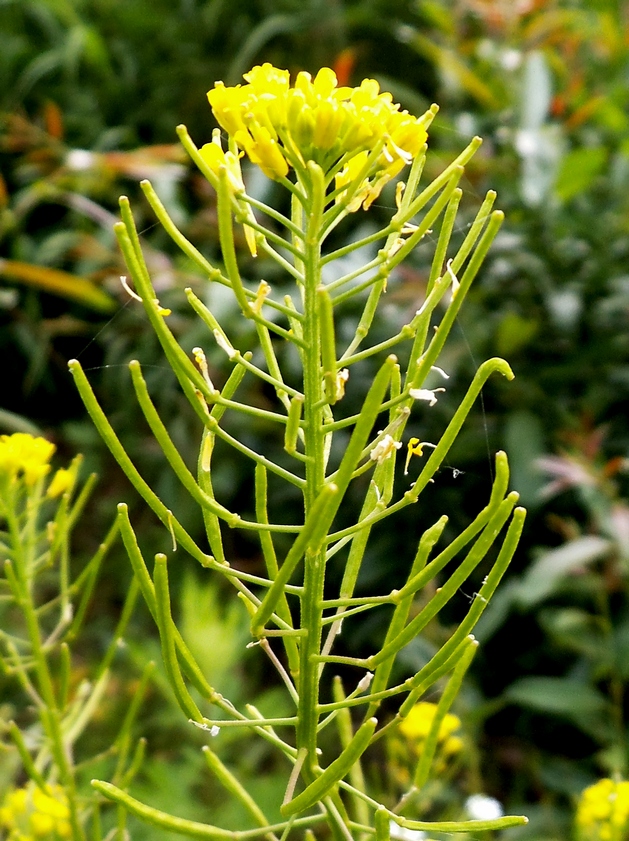 Image of Erysimum cheiranthoides specimen.