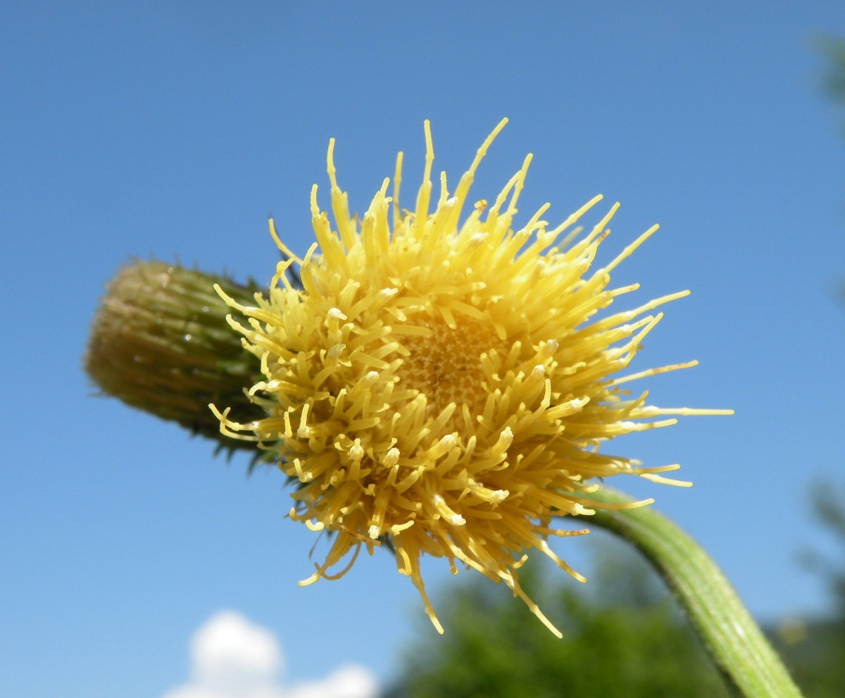 Изображение особи Cirsium erisithales.