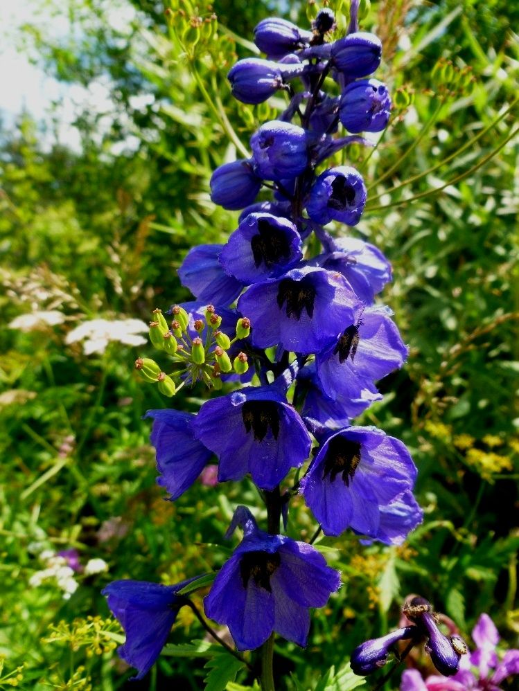 Изображение особи Delphinium flexuosum.