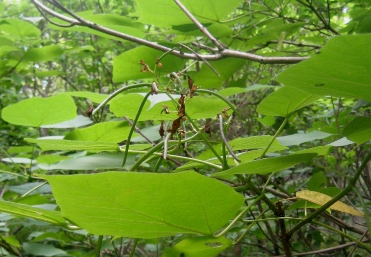 Image of Catalpa ovata specimen.