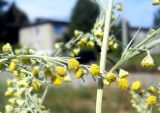 Artemisia absinthium