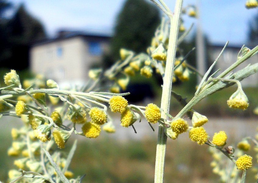 Изображение особи Artemisia absinthium.