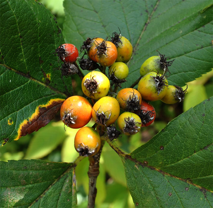 Image of Sorbus caucasica specimen.