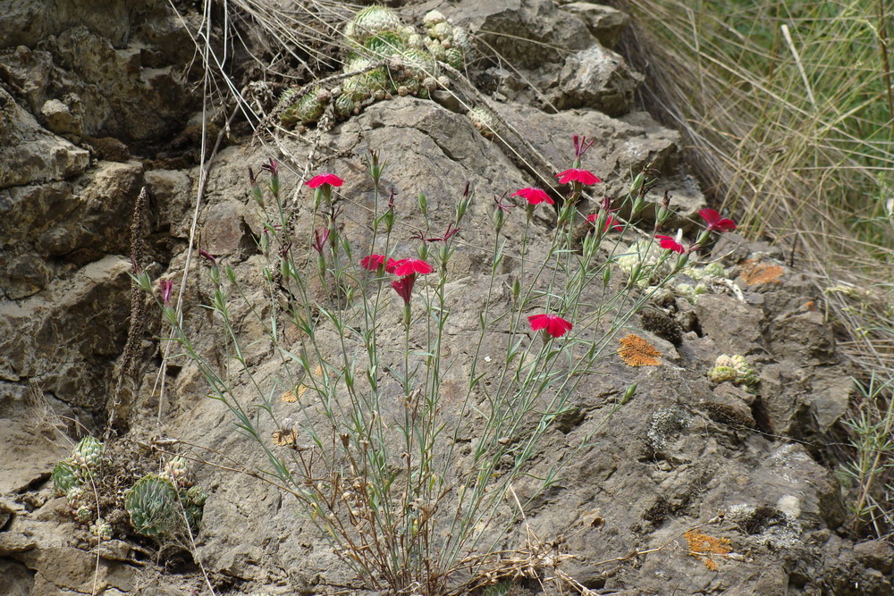 Изображение особи Dianthus mainensis.