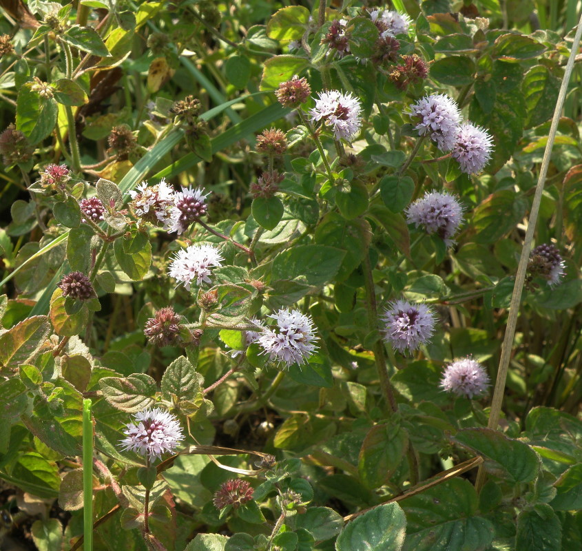 Image of Mentha aquatica specimen.