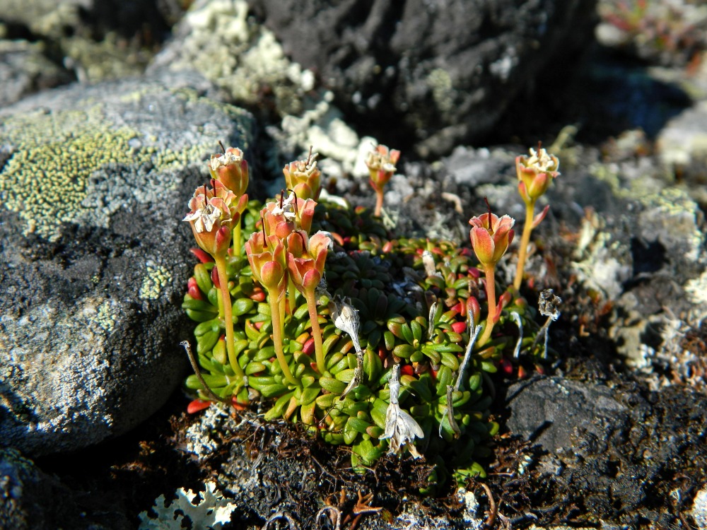 Image of Diapensia lapponica specimen.