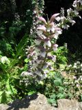 Acanthus mollis. Повреждённое соцветие. Испания, Каталония, г. Барселона, обочина дороги возле виллы Гуэля. 23.06.2012.