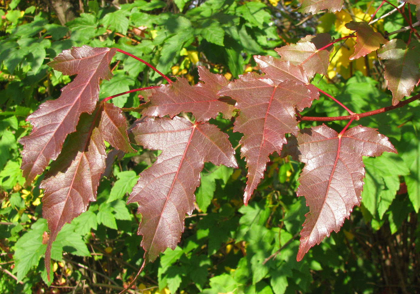 Image of Acer ginnala specimen.