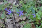 Vinca herbacea