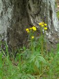 Ranunculus polyanthemos