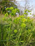 род Euphorbia. Верхушка цветущего растения. Окр. Саратова, остепнённый склон на опушке нагорного широколиственного леса. 29 апреля 2012 г.