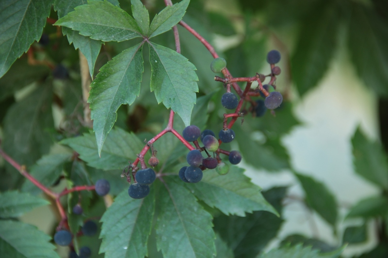 Изображение особи Parthenocissus quinquefolia.