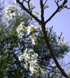 Prunus cocomilia. Ветвь с цветками. Israel, Upper Galilee, Mount Meron. 21.03.2006.