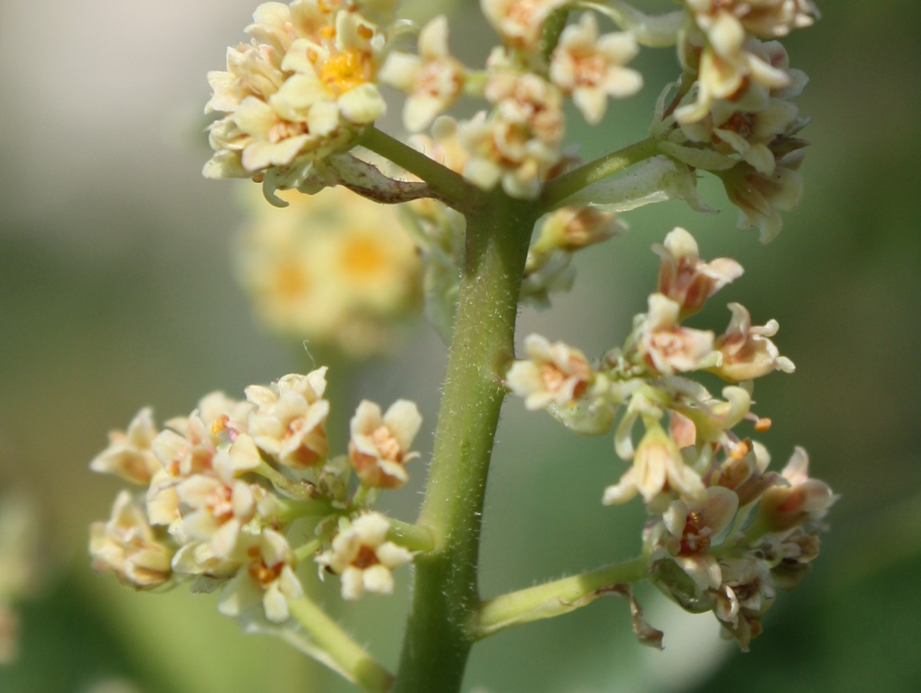 Image of Cotinus coggygria specimen.