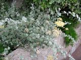 Helichrysum petiolare. Цветущее растение. Монако, Монако-Вилль, возле спуска со Скалы у Океанографического музея. 19.06.2012.