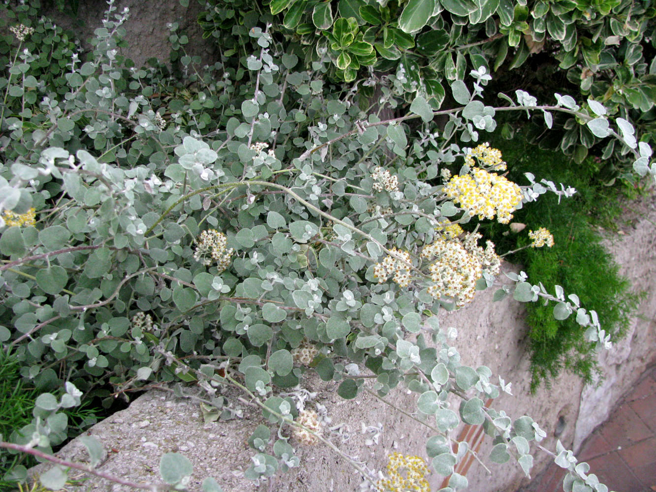 Изображение особи Helichrysum petiolare.