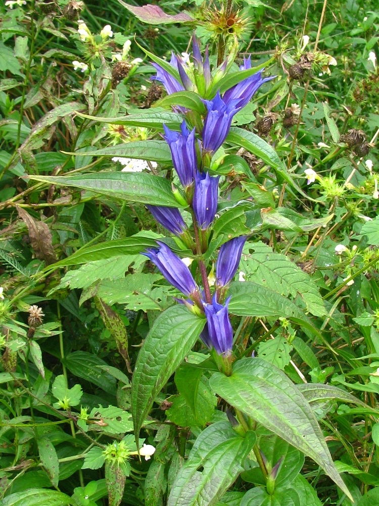 Image of Gentiana asclepiadea specimen.