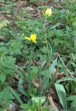 Tulipa biebersteiniana. Цветущие растения в широколиственном лесу (Tulipa quercetorum). Самара, Сокольи горы. 09.05.2009.