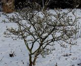 Magnolia stellata. Покоящееся взрослое растение с цветочными почками. Германия, г. Кемпен, в парке. 18.01.2013.