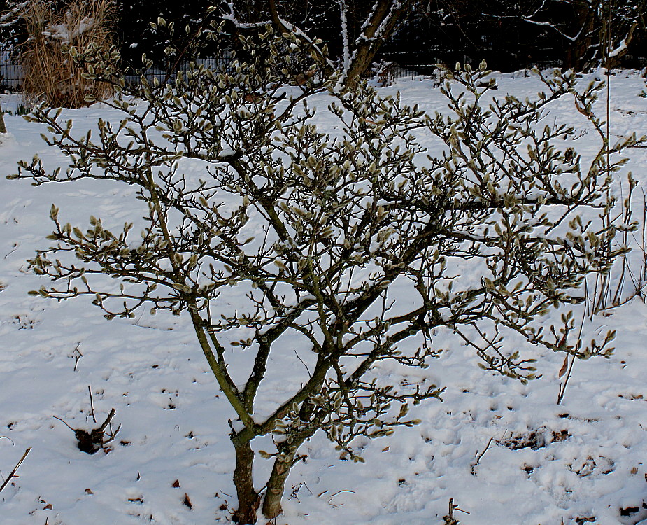 Image of Magnolia stellata specimen.