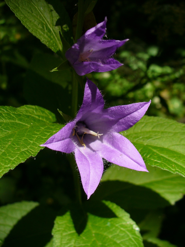 Изображение особи Campanula latifolia.