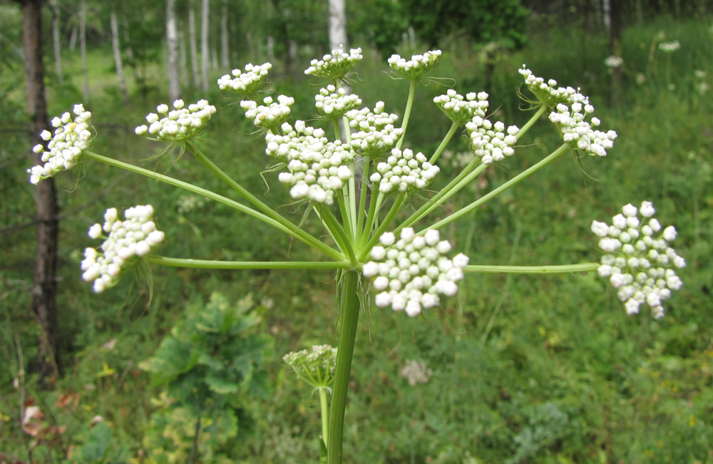 Изображение особи Cervaria rivinii.