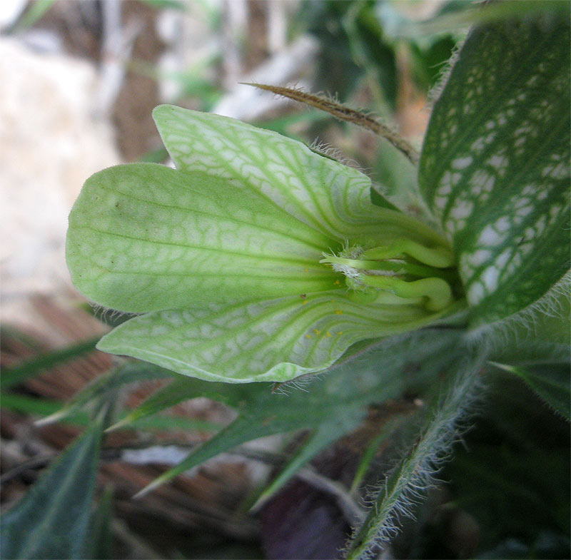 Image of Acanthus syriacus specimen.