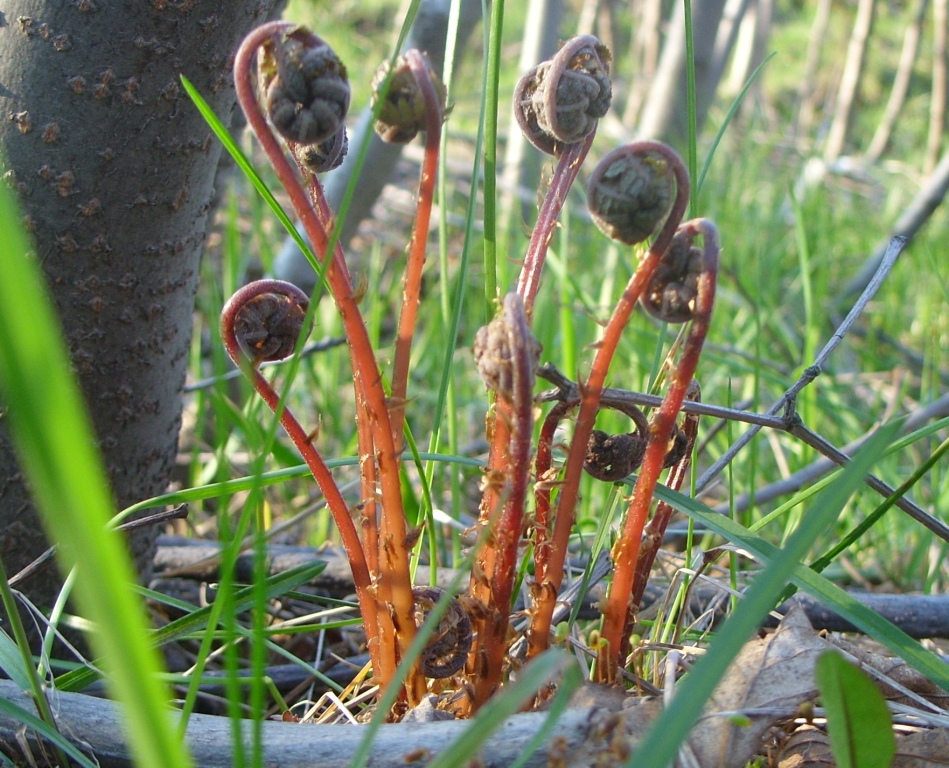 Изображение особи род Athyrium.