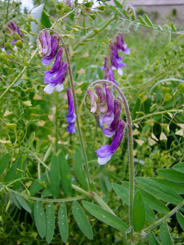 Image of Vicia villosa specimen.