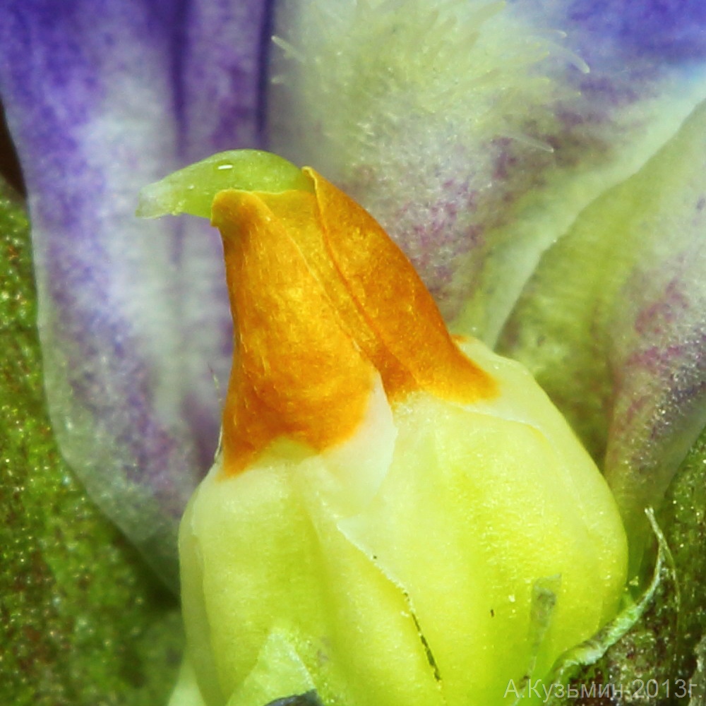 Image of Viola &times; vindobonensis specimen.