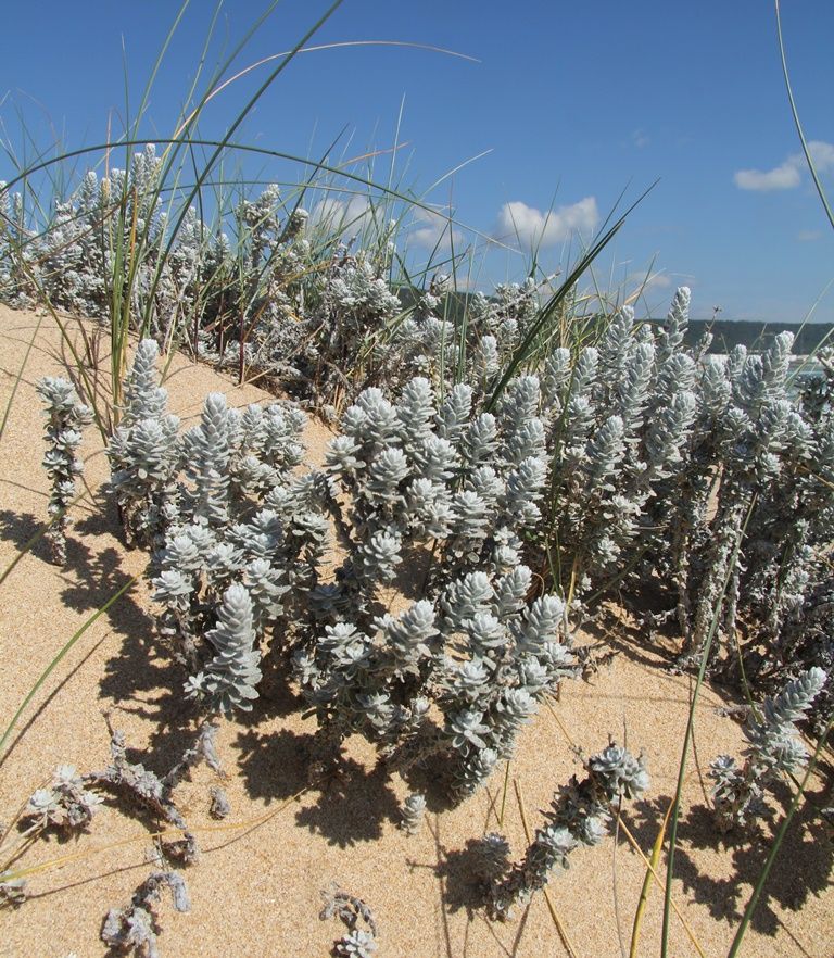 Изображение особи Otanthus maritimus.