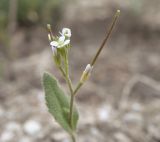 Arabis auriculata. Верхушка побега с цветками и завязями. Краснодарский край, Ейский п-ов, коса Долгая. 29.04.2013.