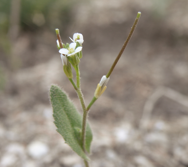 Image of Arabis auriculata specimen.