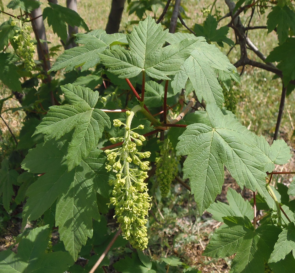 Изображение особи Acer pseudoplatanus.