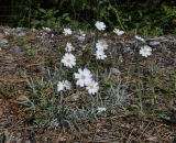 Achillea ageratifolia