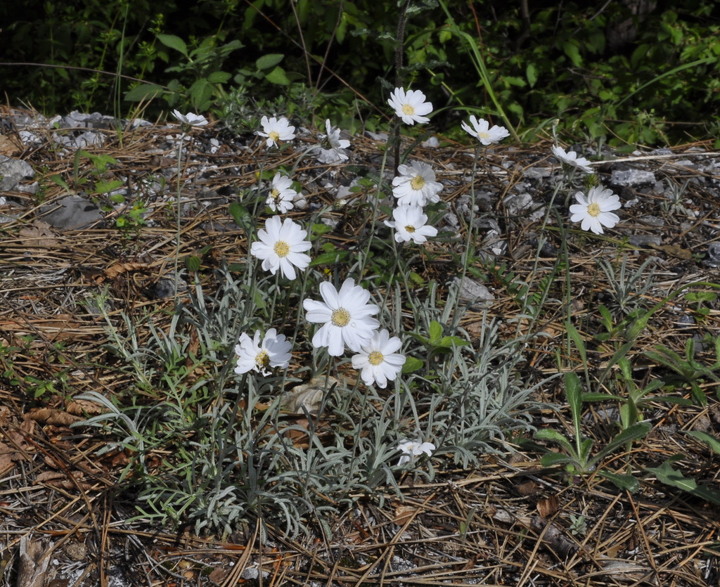 Изображение особи Achillea ageratifolia.