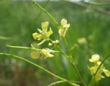 Sisymbrium altissimum