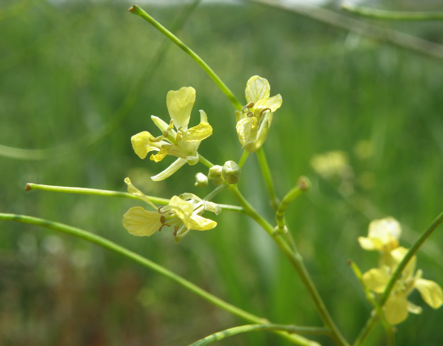 Image of Sisymbrium altissimum specimen.