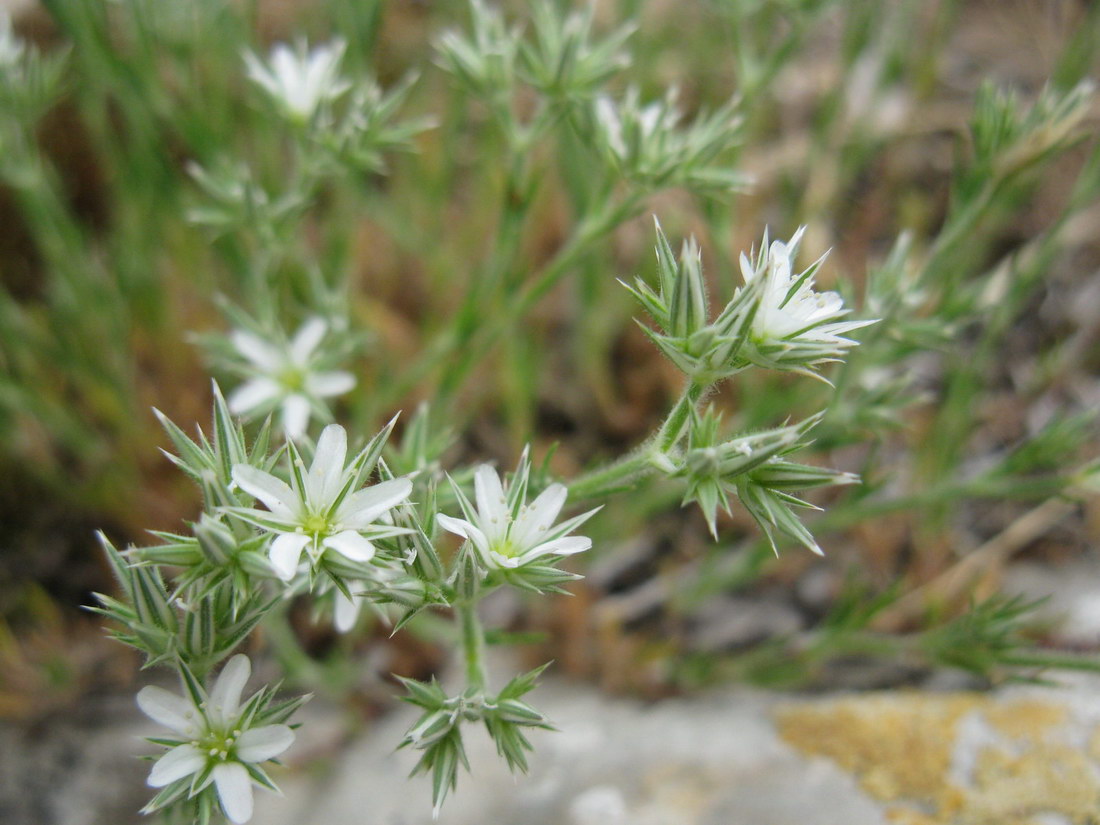 Image of Minuartia glomerata specimen.