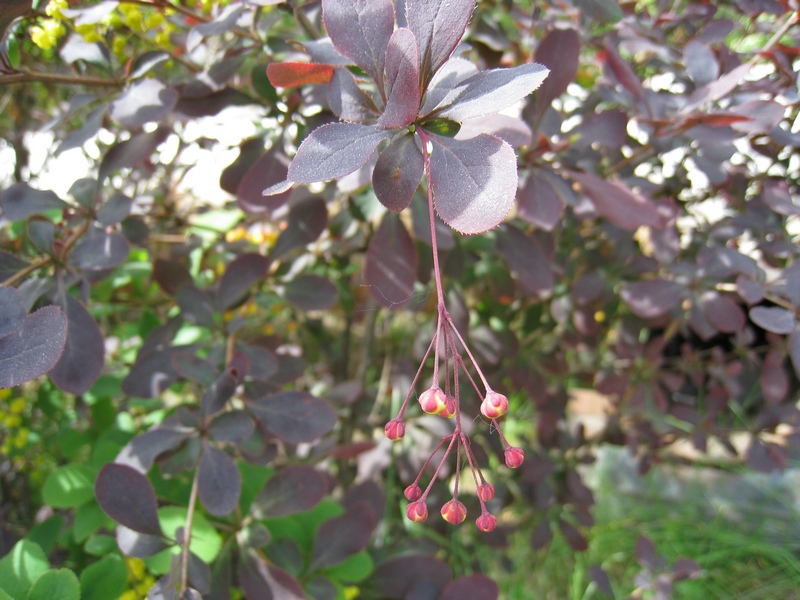 Изображение особи Berberis vulgaris.