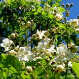 Catalpa speciosa