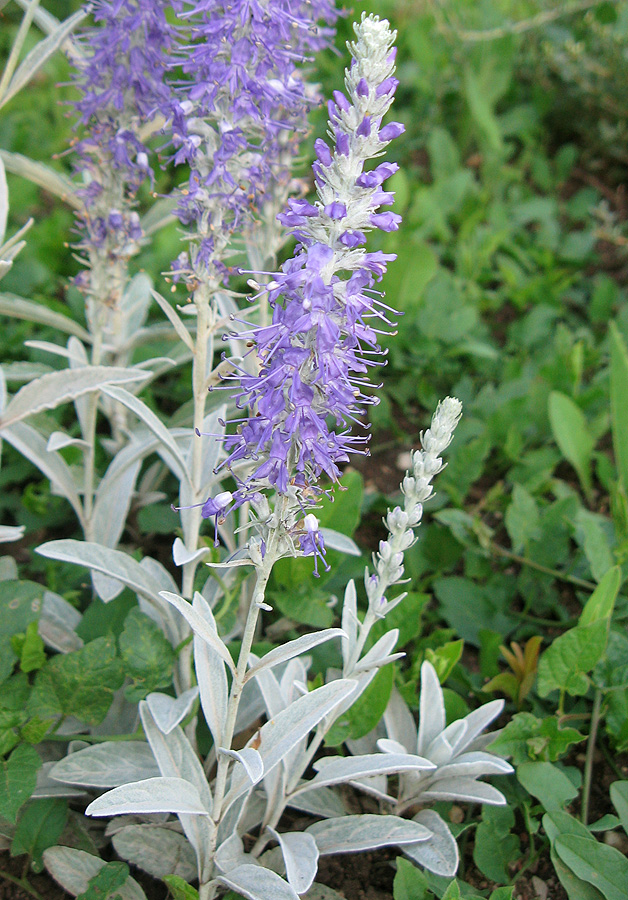 Image of Veronica hololeuca specimen.