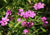 Dianthus deltoides