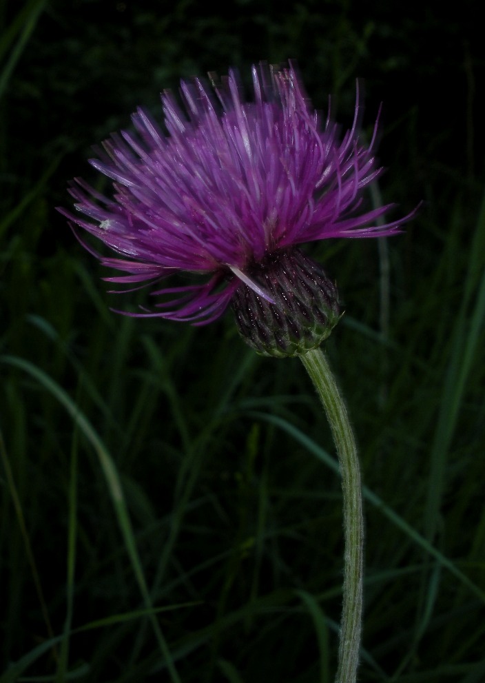 Image of Cirsium pannonicum specimen.
