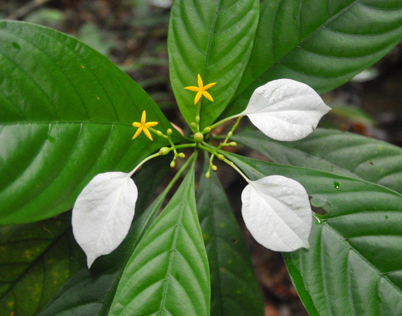 Изображение особи Mussaenda frondosa.