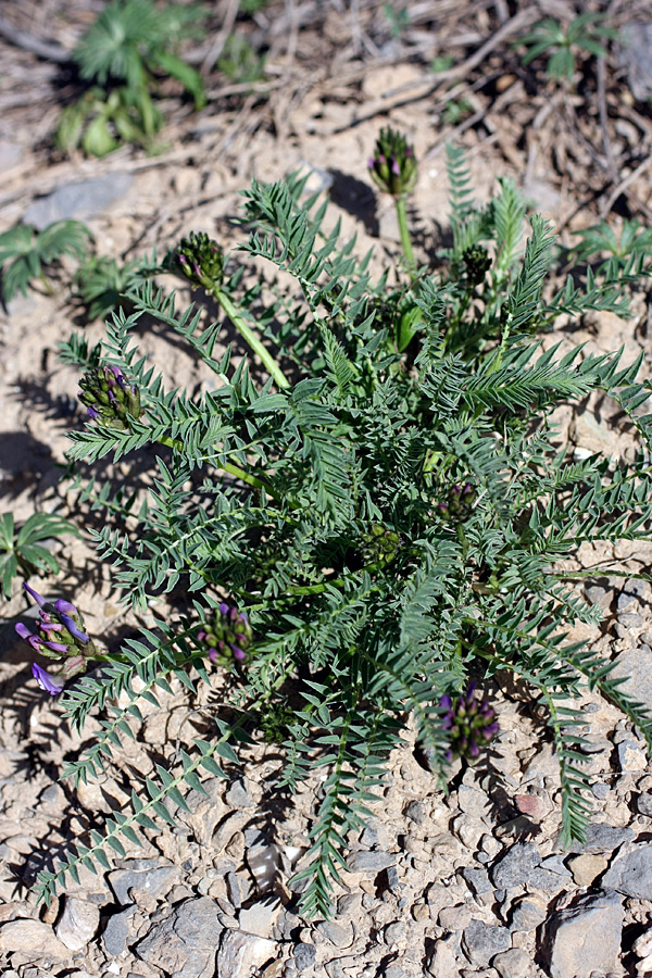 Изображение особи Astragalus kurdaicus.