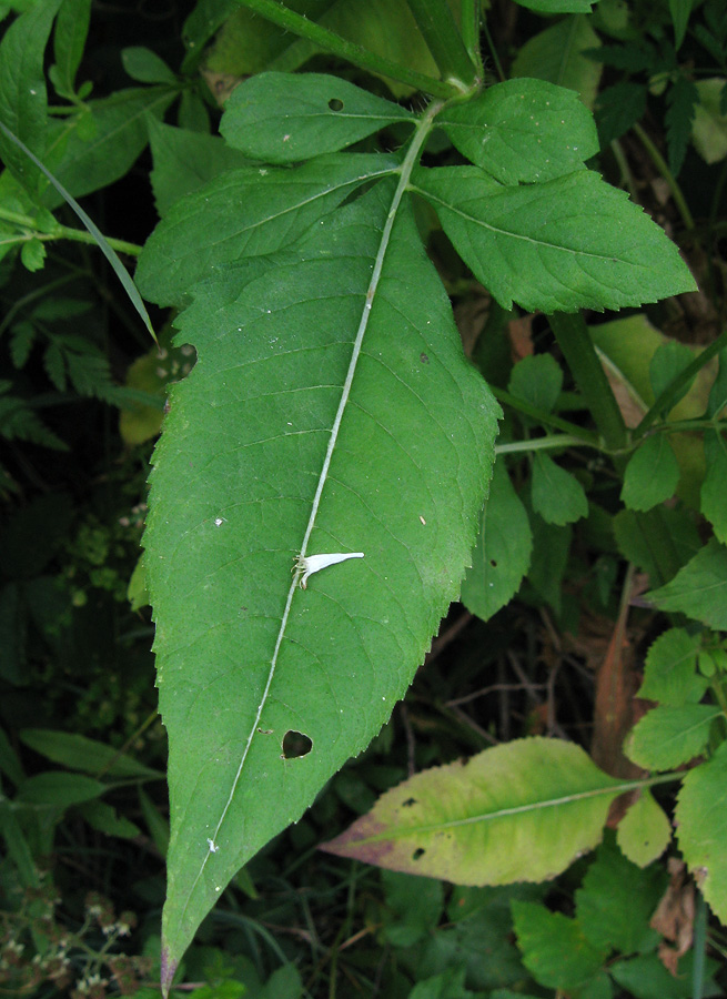 Image of Dipsacus strigosus specimen.