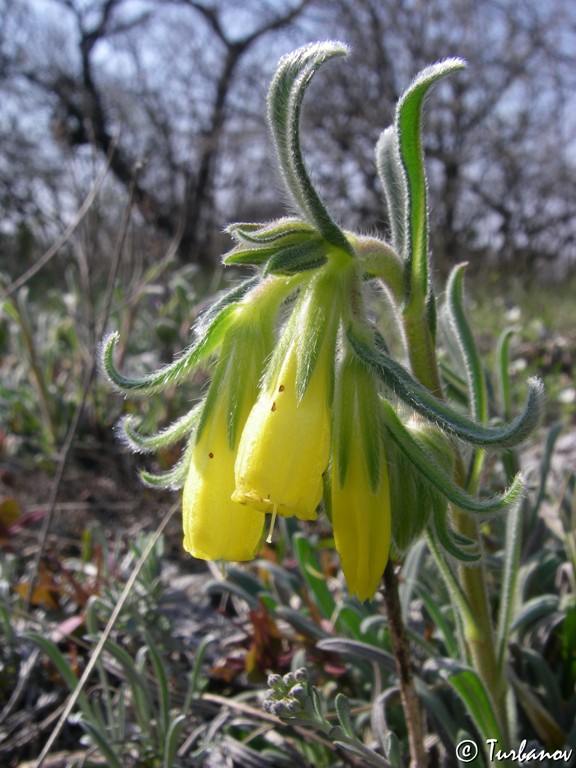Image of Onosma taurica specimen.